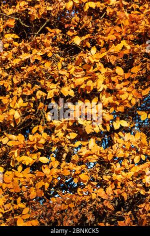 Vue hivernale du Prieuré d'Aylesford dans la lumière chaude de l'après-midi, Kent, Royaume-Uni, les feuilles d'or augmentent la chaleur de la lumière, Banque D'Images