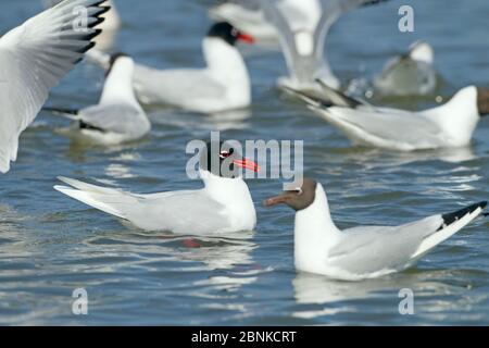 Le goéland méditerranéen (Larus melanocephalus) se nourrissant de goélands à tête noire (Chericocephalus ridibundus) Norfolk, Angleterre, Royaume-Uni, avril. Banque D'Images