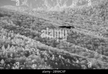 Oiseau fliyng dans la montagne de valsusa Banque D'Images