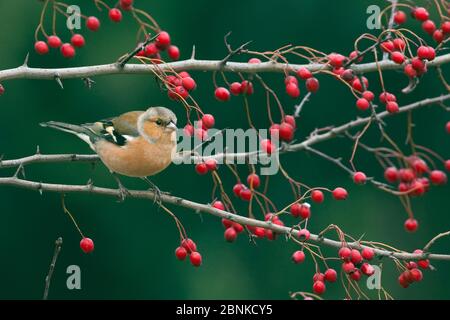 Chaffinch (Fringilla coelebs) mâle sur baies de l'aubépine, Angleterre, Royaume-Uni, novembre. Banque D'Images
