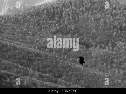 Oiseau fliyng dans la montagne de valsusa Banque D'Images