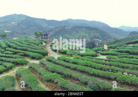 Fuzhou, province chinoise du Fujian. 13 mai 2020. La photo aérienne montre la vue d'un jardin de thé dans le canton de Xiaoqiao de Jian'ou City à Nanping, dans la province de Fujian, au sud-est de la Chine, le 13 mai 2020. Nanping City s'est efforcé de développer des industries vertes dans de multiples secteurs tels que l'agriculture, le tourisme et la culture pour traduire ses avantages écologiques en force motrice du développement économique. Crédit: Lin Shanchuan/Xinhua/Alay Live News Banque D'Images