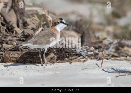 Pluvier à fronde blanche (Charadrius marginatus) en cours de recherche sur le rivage, Ramena, Madagascar Banque D'Images