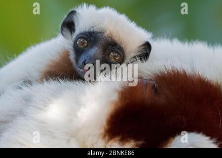 Sifaka de Coquerel (Propithecus coquereli) bébé de 3 semaines, Mangatsa, Madagascar Banque D'Images