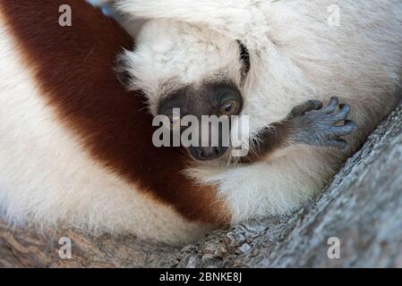 Sifaka de Coquerel (Propithecus coquereli) bébé de 3 semaines, Mangatsa, Madagascar Banque D'Images