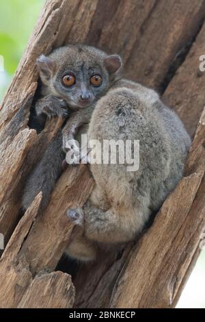 L'Ankarana (Lepilemur ankaranensis), Parc National d'Ankarana, Madagascar Banque D'Images