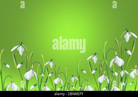 Papier peint image de nombreuses fleurs blanches sur fond vert vif. Banque D'Images