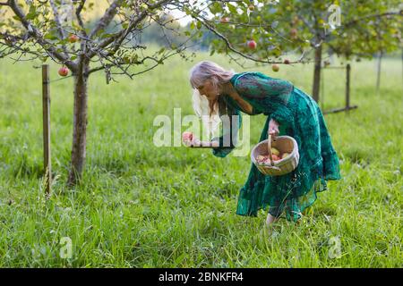 Récolte de pommes, pommier, panier, femme récolte des pommes, vergers, prairie, Banque D'Images