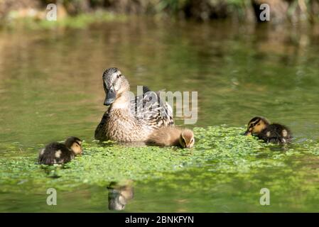 Mallard, femme et les canetons (Anas plathyrhynchos), France Banque D'Images