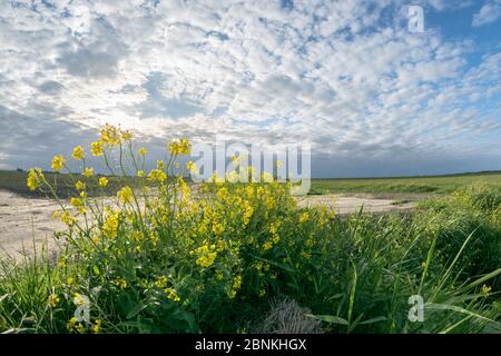 Vue imprenable sur le paysage hollandais sous de beaux nuages et fleurs de colza au premier plan Banque D'Images