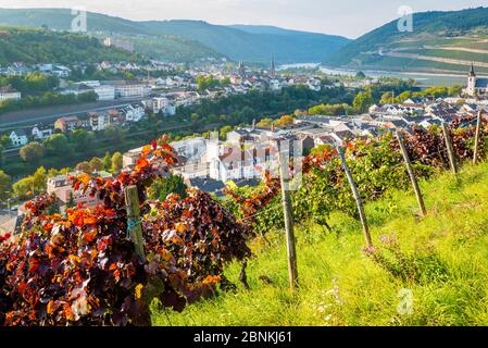 Rhein-Nahe-Eck près de Bingen, avec le château de Klopp, un château néo-gothique perché, les ruines d'Ehrenfels, le monument Mäuseturm et Niederwald, la haute vallée de Mitelrhein classée au patrimoine mondial de l'UNESCO, en arrière-plan et les vignobles du côté de Rüdesheim, Banque D'Images