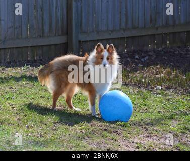 Le jeune chien de berger de Shetland coloré (sheltie) joue dans une cour clôturée avec une grande boule bleue. Banque D'Images