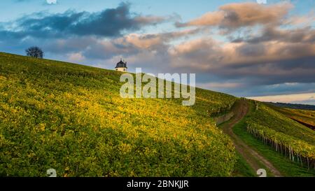 Maison de vignoble sur le Bubenhäuser Höhe dans le Rheingau, entre Rauenthal et Eltville, partie des caves de vinification de l'État de Hessian Monastère d'Eberbach, ambiance d'automne dans le mois d'octobre doré, Banque D'Images