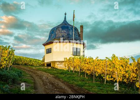 Maison de vignoble sur le Bubenhäuser Höhe dans le Rheingau, entre Rauenthal et Eltville, partie des caves de vinification de l'État de Hessian Monastère d'Eberbach, ambiance d'automne dans le mois d'octobre doré, Banque D'Images