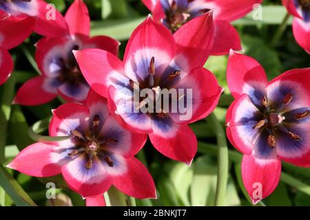 Fleur ouverte d'une tulipa miniature - tulipe Banque D'Images