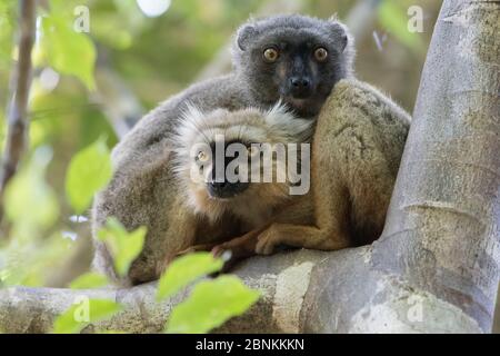 Le lémure brun de Sanford (Eulemur sanfordi) mâle et femelle dans l'arbre, Parc national d'Ankarana, Madagascar Banque D'Images