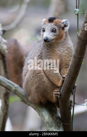 Mâle couronné de lémuriens (Eulemur coronatus) dans arbre, Parc national d'Ankarana, Madagascar Banque D'Images