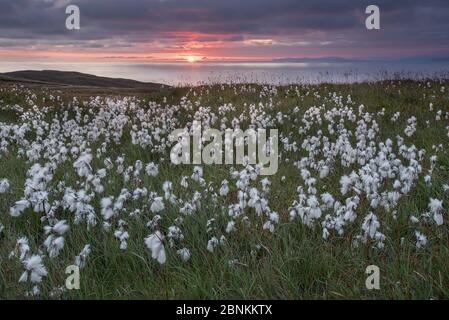 Floraison de l'Eriophorum angustifolium, au lever du soleil, sur l'île de Runde, en Norvège, juillet Banque D'Images