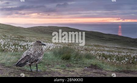 Grand skua (Stercorarius skua) et herbe à cotonus commune en fleur (Eriophorum angustifolium) au lever du soleil, île de Runde, Norvège, juillet Banque D'Images