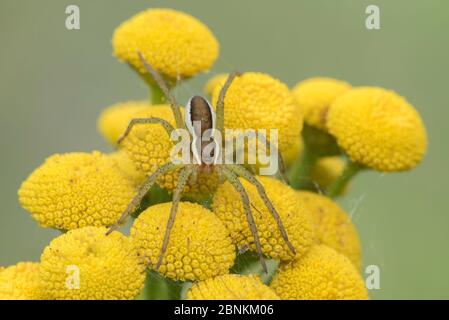 Araignée radeau (Dolomedes fimbriatus) sur Tansy (Tanaceum vulgare), Klein Schietveld, Brasschaat, Belgique août Banque D'Images