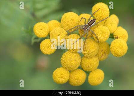 Araignée radeau (Dolomedes fimbriatus) sur Tansy (Tanaceum vulgare), Klein Schietveld, Brasschaat, Belgique août Banque D'Images