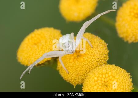 Araignée de crabe d'or (Misumena vatia) sur Tansy (Tanaceum vulgare), Klein Schietveld, Brasschaat, Belgique août Banque D'Images