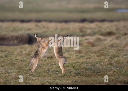 Boxe au champ de lièvres brunes (Lepus europaeus), Zélande, pays-Bas, février Banque D'Images