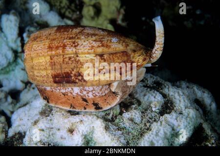 Cône géographique (Conus geographus) île de Walindi, Nouvelle-Bretagne occidentale, Papouasie-Nouvelle-Guinée, Océan Pacifique Banque D'Images