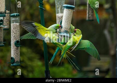 Perruches à rosier (Psittacula krameri) qui s'écrasent sur le mangeoire à oiseaux. Londres, Royaume-Uni. Banque D'Images