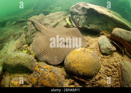 River stingray (Potamotrygon sp) de la rivière Formoso, bonite, Mato Grosso do Sul, Brésil Banque D'Images