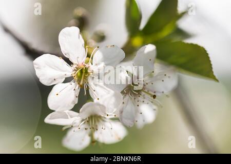 Fleurs de cerisier aigre le jour ensoleillé du printemps, Prunus cerasus, cerisier aigre Banque D'Images