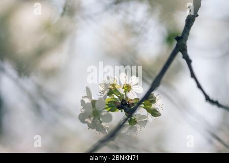 Fleurs de cerisier aigre le jour ensoleillé du printemps, Prunus cerasus, cerisier aigre Banque D'Images