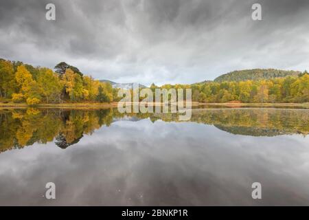 Arbres se reflétant dans Lochan Mor / Lily Loch, Rothiemurchus, Parc National de Cairngorms, en Écosse, au Royaume-Uni, en octobre 2013. Banque D'Images