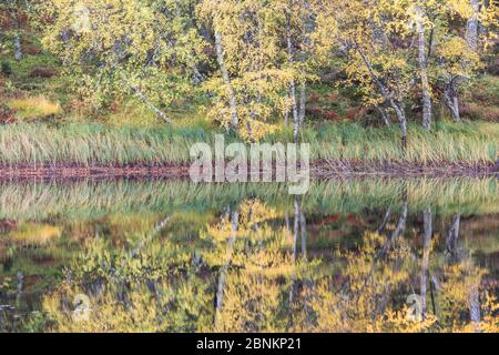 Bouleau argenté (Betula pendula), reflété dans Lily Loch / Lochan Mor, Rothiemurchus, Parc national de Cairngorms, Écosse, Royaume-Uni, octobre. Banque D'Images