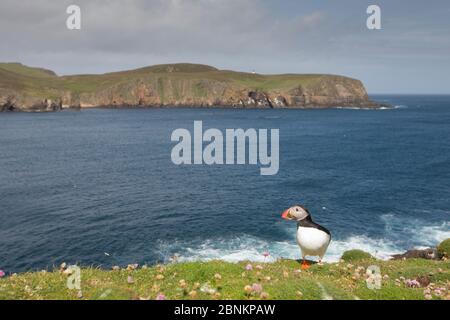 Macareux de l'Atlantique (Fratercula arctica) sur les falaises de Thrift (Armeria maritima), surplombant la mer, Fair Isle, Shetland, Écosse, Royaume-Uni, juillet 2014. Banque D'Images