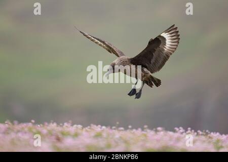 Grand skua (Stercorarius skua) débarcadère à Thrift (Armeria maritima), Fair Isle, Shetland, Écosse, Royaume-Uni, juillet. Banque D'Images