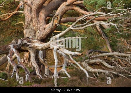 Rameaux morts enchevêtrés des anciens combattants le pin sylvestre (Pinus sylvestris), Rothiemurchus Forest, parc national de Cairngorms, en Écosse, au Royaume-Uni, en septembre. Banque D'Images