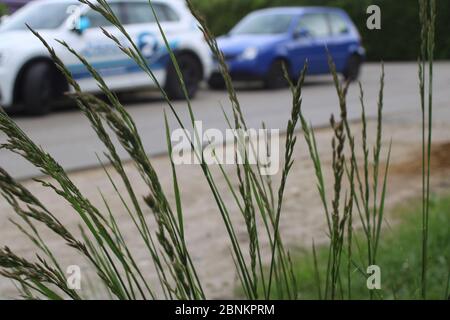 herbe en face d'une rue Banque D'Images