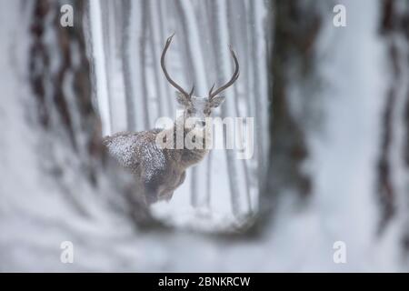 Red Deer (Cervus elaphus) stag en blizzard, Alvie Estate, Parc National de Cairngorms, en Écosse, au Royaume-Uni, en janvier. Banque D'Images