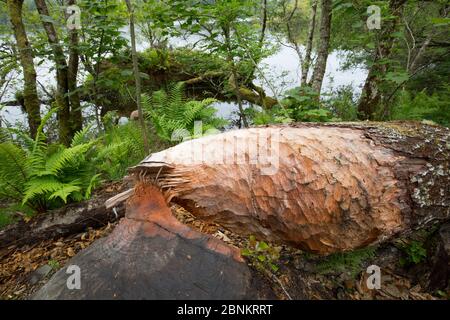 Arbre abattu, signe d'une activité alimentaire du castor eurasien (fibre de Castor), forêt de Knapdale, Argyll, Écosse, Royaume-Uni, juin. Banque D'Images