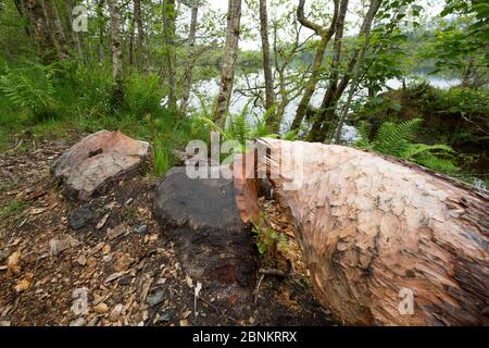 Arbre abattu, signe d'une activité alimentaire du castor eurasien (fibre de Castor), forêt de Knapdale, Argyll, Écosse, Royaume-Uni, juin. Banque D'Images