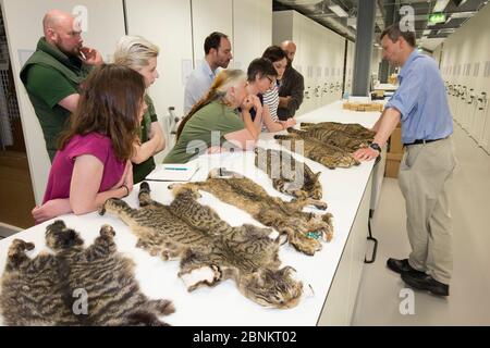 Scottish Wildcat action équipe du projet apprendre à connaître les marquages de peaux écossais de chats sauvages (Felis silvestris grampia) en examinant les peaux au National C. Banque D'Images