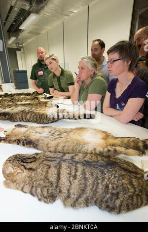 Scottish Wildcat action équipe du projet apprendre à connaître les marquages de peaux écossais de chats sauvages (Felis silvestris grampia) en examinant les peaux au National C. Banque D'Images