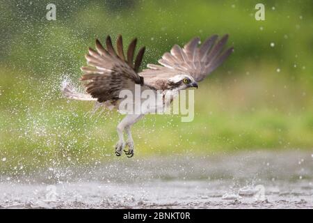 Osprey (Pandion haliatus) survolant l'eau, Rothiemurchus, parc national de Cairngorms, Écosse, Royaume-Uni, juillet. Banque D'Images