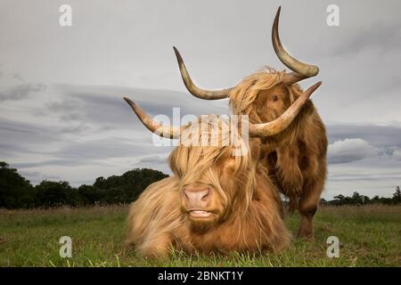 Deux vaches des Highlands, Glenfeshie, parc national de Cairngorms, Écosse, Royaume-Uni, août. Banque D'Images