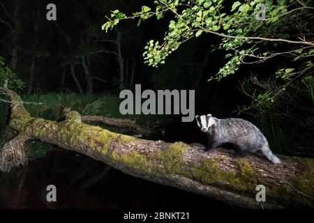 Badger (Meles meles) traversant une forêt d'aulnes, Glenfeshie, parc national de Cairngorms, Écosse, Royaume-Uni, août. Banque D'Images