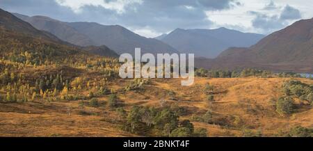 Vue sur la régénération de forêts et collines Kintail, réserve naturelle nationale de Glen Affric, Écosse, Royaume-Uni, octobre 2015. Banque D'Images