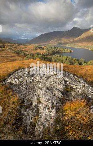 Vue sur forêt en régénération aux côtés de Loch Affric, réserve naturelle nationale de Glen Affric, Écosse, Royaume-Uni, octobre 2015. Banque D'Images