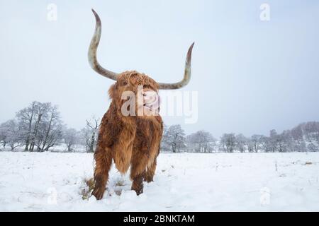 Nez de vache des Highlands dans la neige, Glenfeshie, parc national de Cairngorms, Écosse, Royaume-Uni, février. Banque D'Images