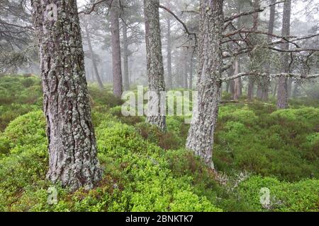 Un tapis de Blaeberry (Vaccinium myrtillus) chez le pin sylvestre (Pinus sylvestris), forêt, forêt Rothiemurchus Parc National de Cairngorms, en Écosse, Royaume-Uni, Jun Banque D'Images